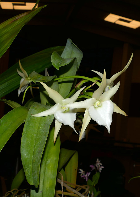 san francisco orchid society meeting; Angraecum Crestwood 'Tomorrow Star' hybrid orchid 2-18