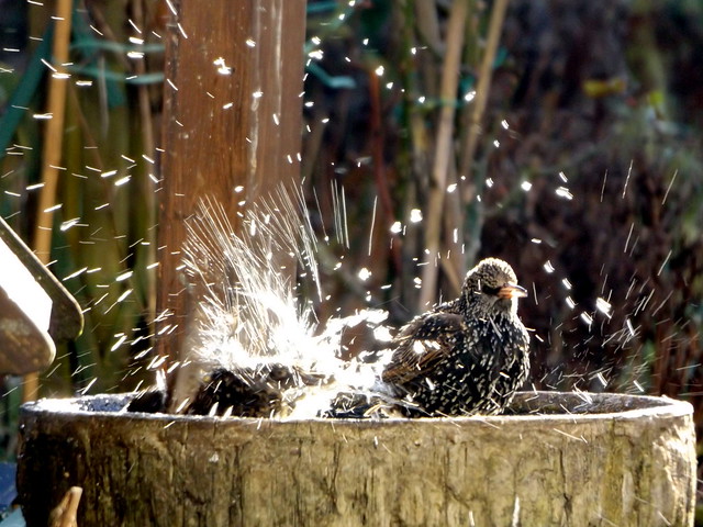 POWER SHOWER.. 1 .Starling Style.