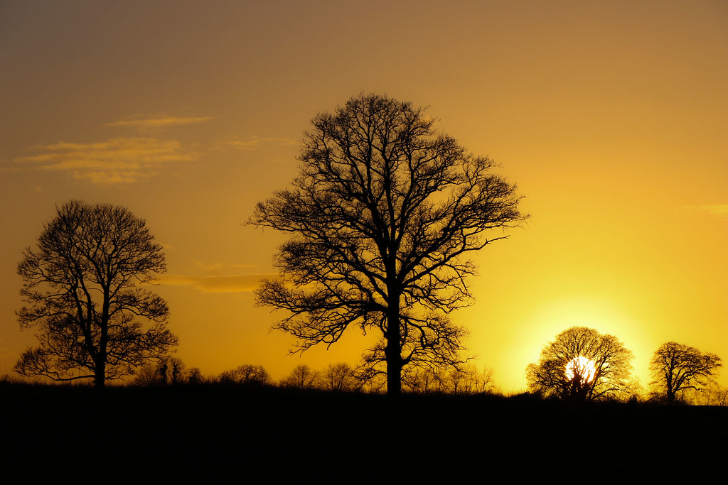 Tree Silhouettes