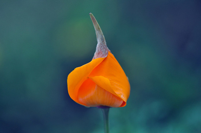 Three stage of a Californian Poppy ( 1 of 3 ) (Eschscholzia Californica)