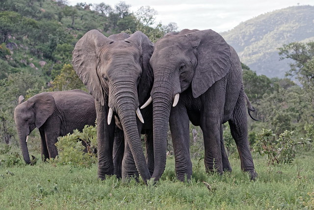 African elephant - Eléphant d'Afrique