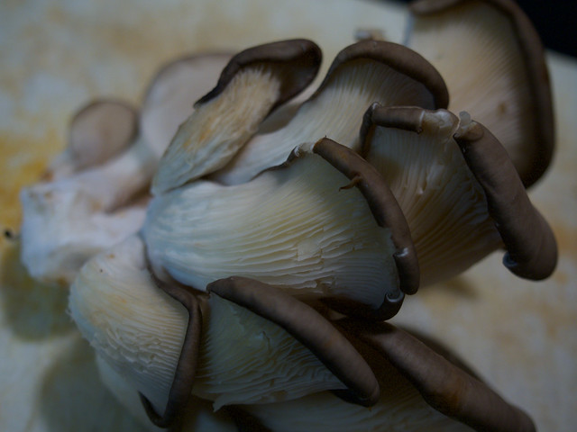 Oyster mushrooms 20180202