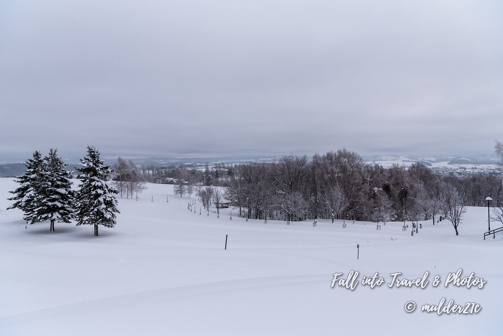 새하얀 눈밭에 눈 덮인 나무들이 군락을 이루어 서 있다.