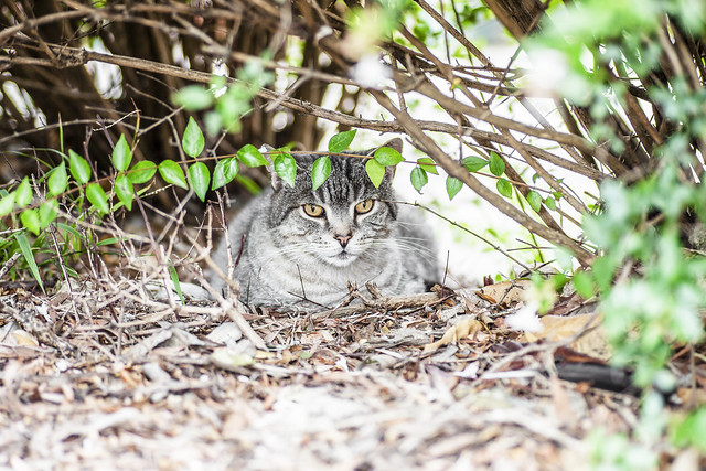 Hiding under the hedge