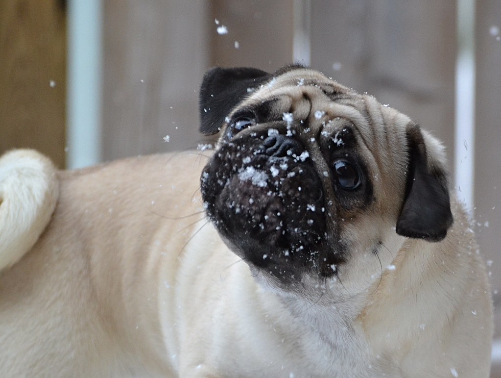 Silly Boo Lefou Trying To Catch Snowflakes