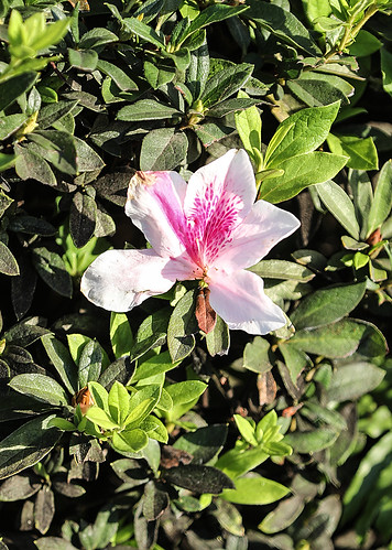 rhododendronx‘georgetabor’ azaleas rhododendron landscapeplant georgetaborazalea pink hawaii hilo airport bush leaves horticulture wyojones np