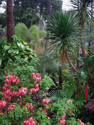mangsitsenggigilombokindonesia mussaenda caesalpinia heliconia wet rain palms