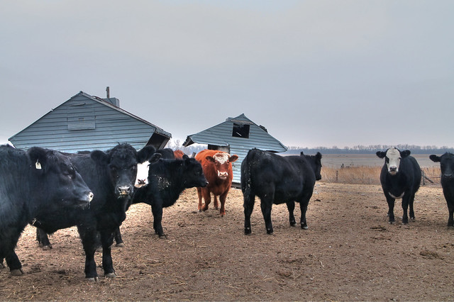 Cattle at Karmann Farm in Clay Center, Kansas