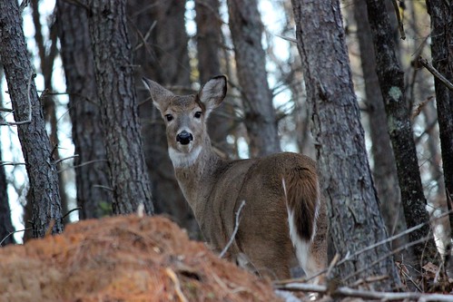 Photo of deer in the woods