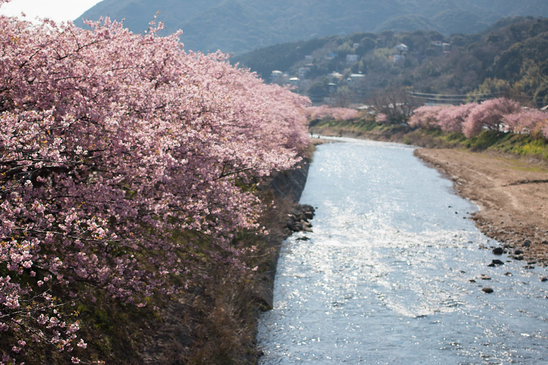 河津桜