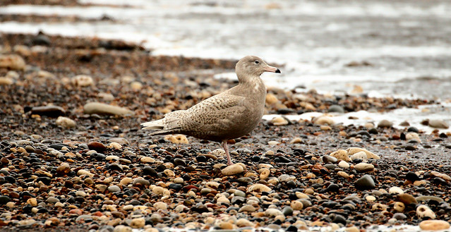 Glaucous gull- (1st winter)