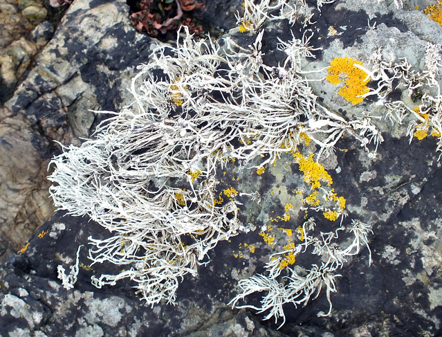 Sea ivory lichen (Ramalina siliquosa)