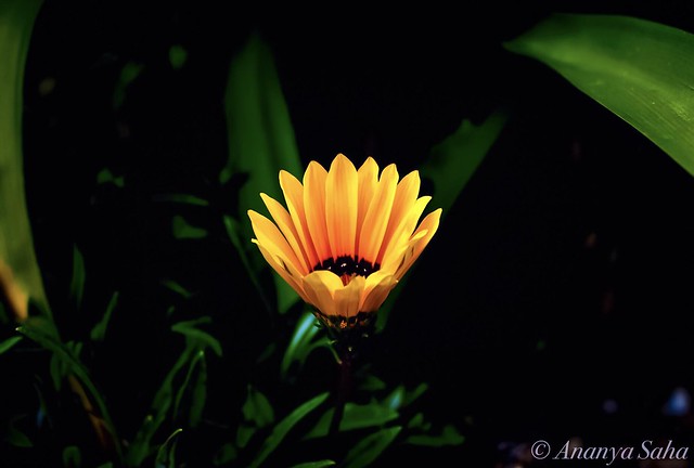 The Little Sunflower 🌻