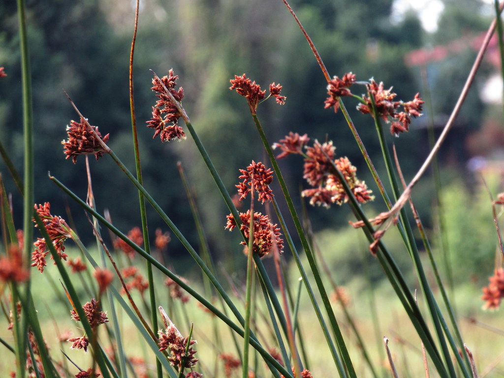 Junco (Schoenoplectus californicus) | Planta de los humedale… | Flickr