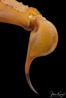 Leiurus brachycentrus - Aculeus | by mygale.de