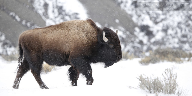 Bisonte Americano - Plains Bison - Yellowstone NP - USA