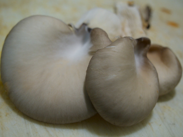 Oyster mushrooms 20180202