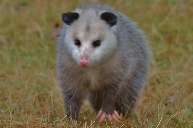 Ugly Little Possum