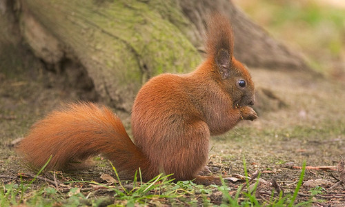 Red squirrel | Red squirrel (Sciurus vulgaris) standing by a… | Flickr
