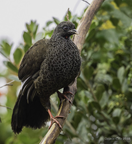 Andean Guan | by George Cruz // www.sanjorgeecolodges.com