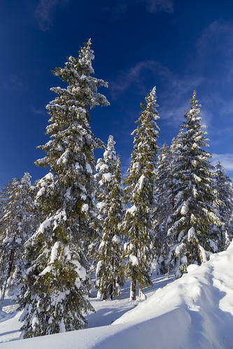 winter winterwonderland sälen tandådalen dalarna snö snow bluesky wintercolours tree people forest sky landscape wood mountain