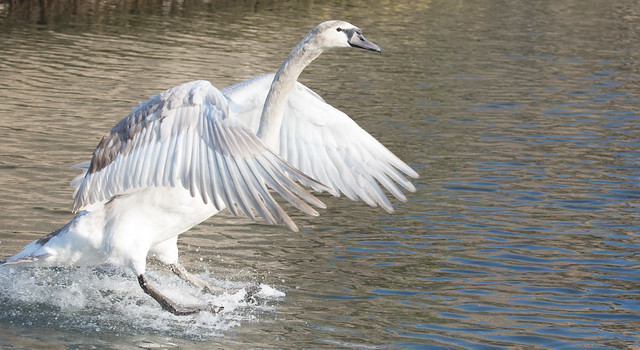 Young Swan Landing