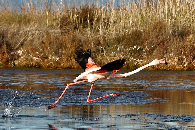 Flight of flamingo over the salt marshes of Hyeres (3)