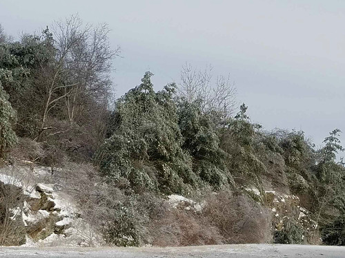 icestorm trees february2018 sterling massachusetts newengland