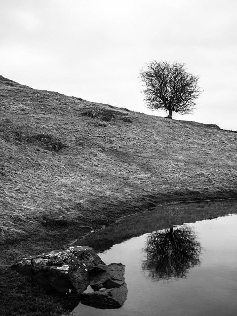 Tree's life turned upside down