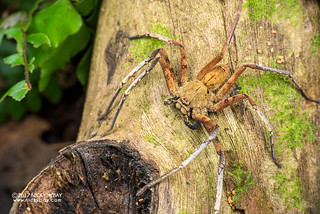 Huntsman spider (Heteropoda sp.) - DSC_1808