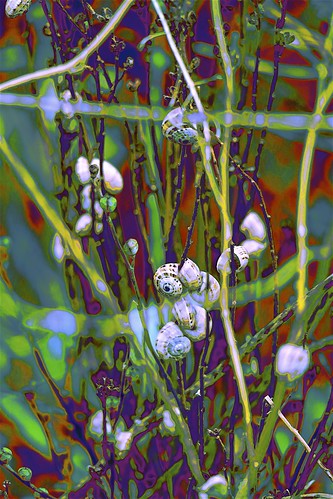 flora fauna landscape bulla valley snails tree melbourne victoria australia summer january 2018 canon g3x abstract art manipulate curves
