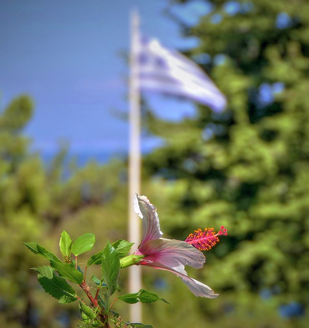 the flower & the flag at Ancient Kamiros
