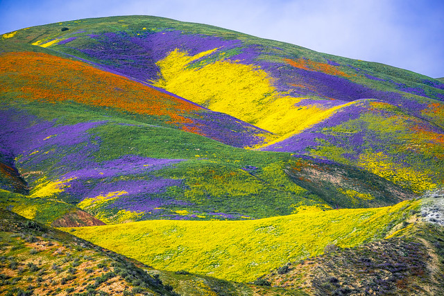 California Wildflowers Superbloom Carrizo Plain National Monument! God Spilled the Paint Desert Wildflowers Super Bloom!
