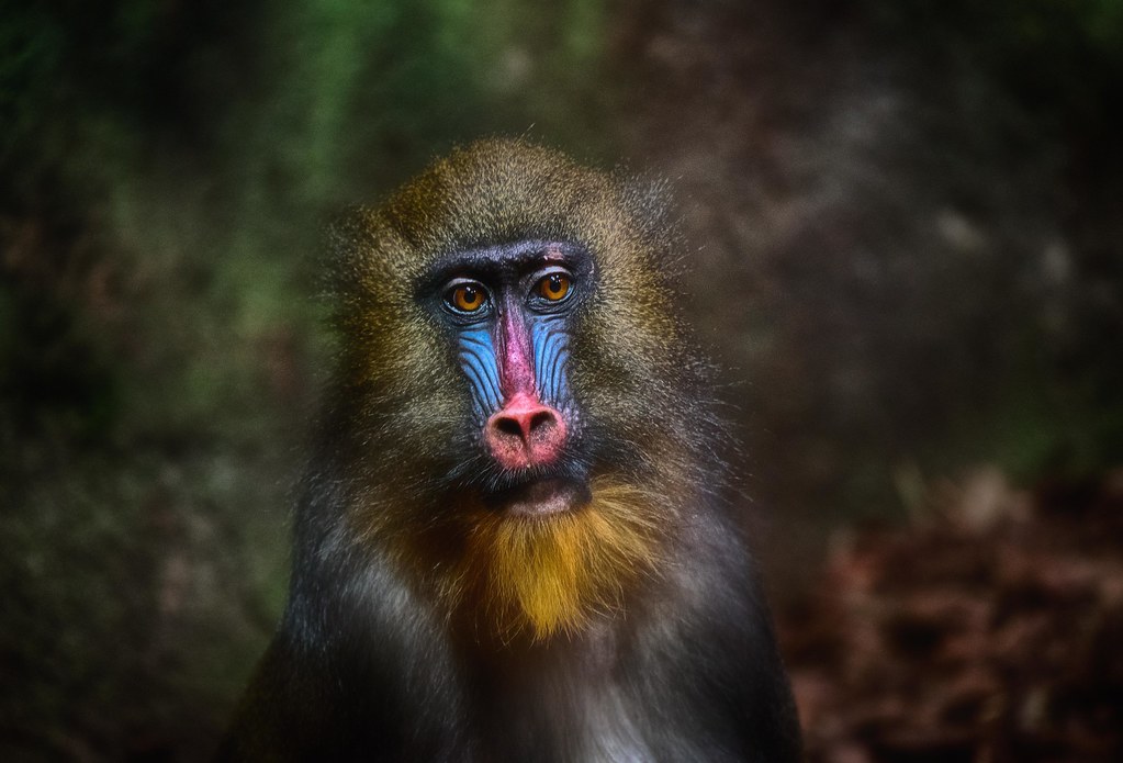 A young mandrill | The mandrill is a primate of the Old Worl… | Flickr