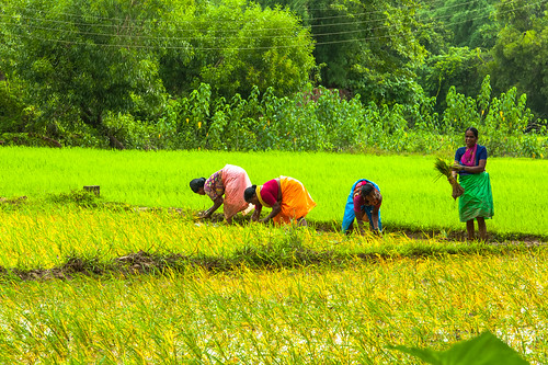 oros maharashtra india in kokan kokanfarms kokanfields kudal ricefieldskokan