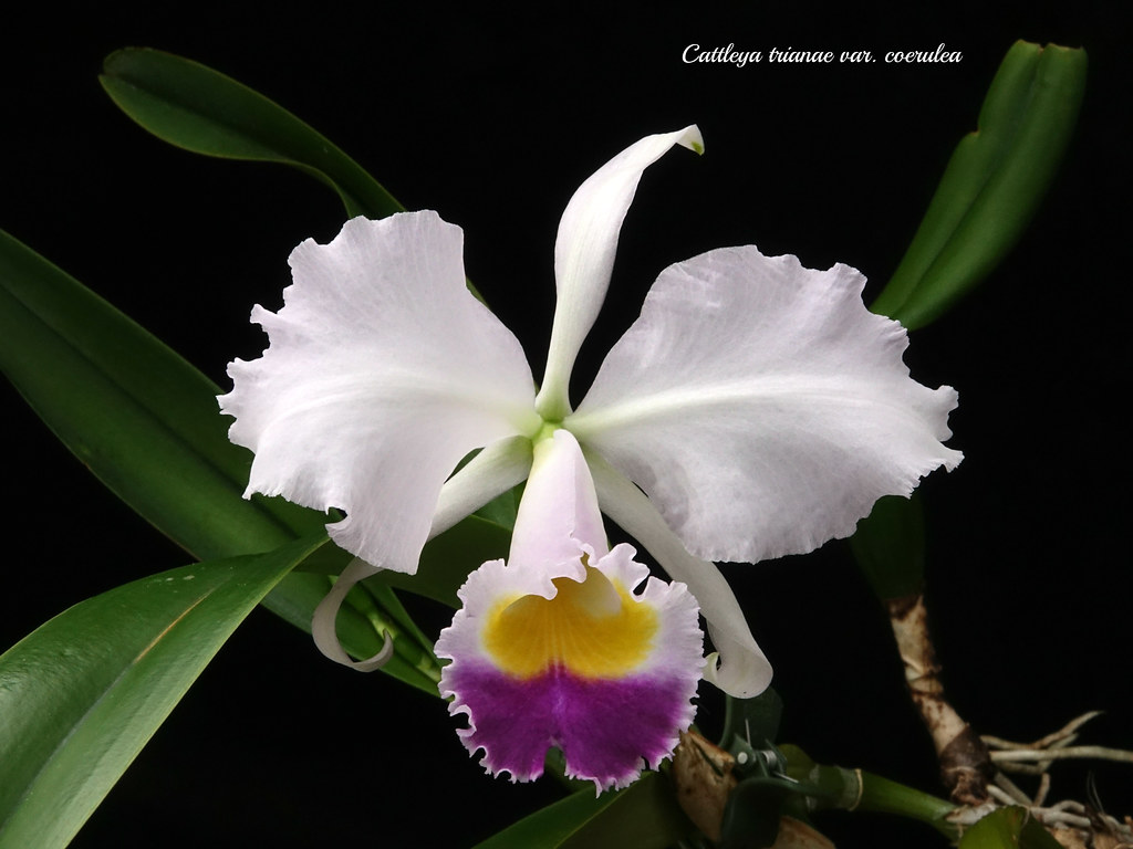 Cattleya trianae var. coerulea | ( 'Marina' x 'Cielo Azul' )… | Flickr