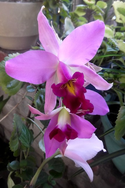 laelia orchids