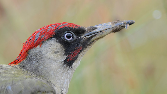 European Green Woodpecker DSC_5928