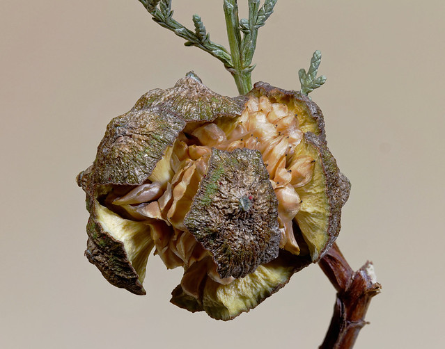 Säulenwacholder-Frucht  /  Fruit of columnar juniper