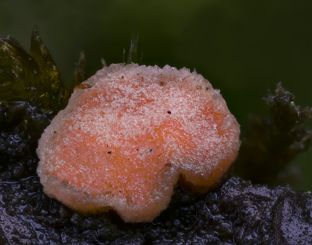 Fungus incognita
