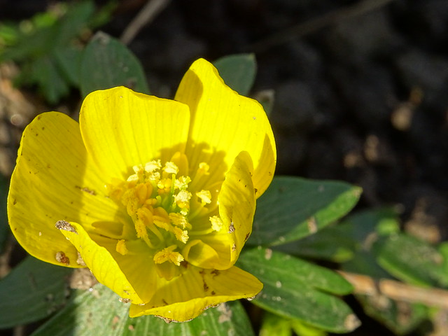 Spring /yellow flower