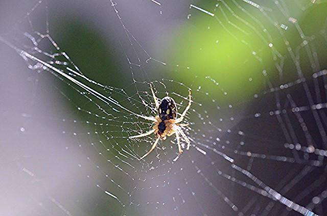 Incapace di fare del male a una mosca… come dicevano i familiari del ragno defunto.