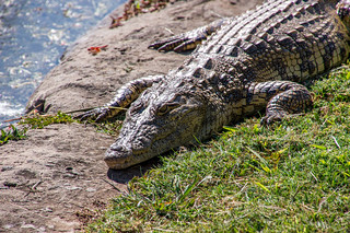 Crocodile just on the side of the road, Livingstone, Zambia