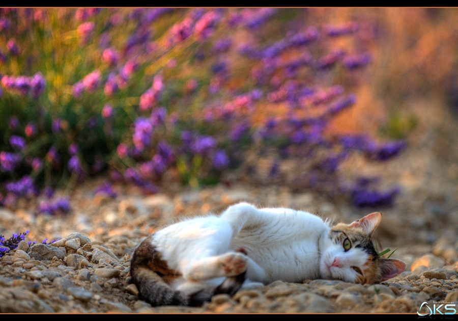 A cat in Provence