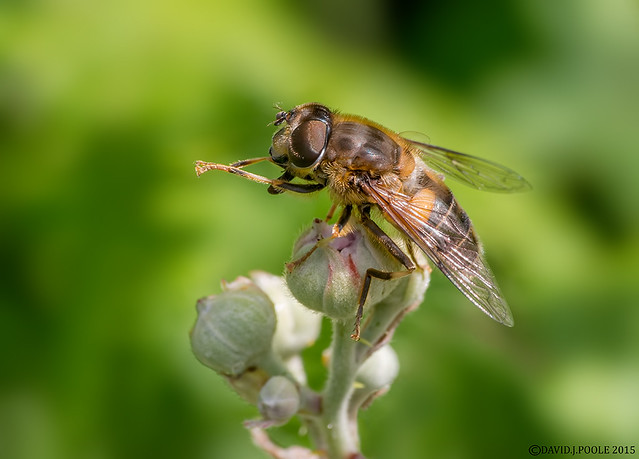 Hoverfly ??
