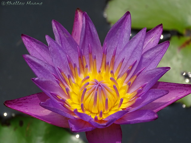 Water Lily [Explored 7/19/2015 but removed from showcase because signature @@]
