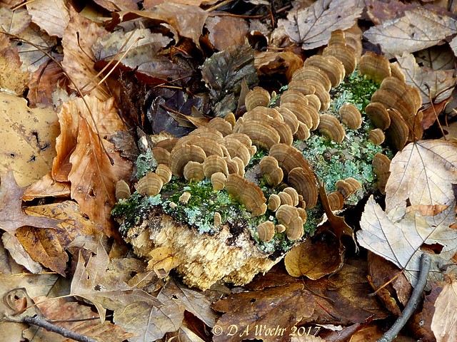Lichens, Moss, and Turkey Tails