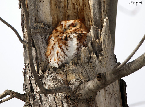 Eastern Screech Owl, red phase. | by Gillian Floyd Photography