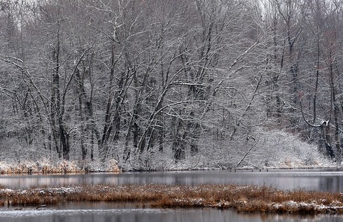 Springfield Lake | by stevericketts