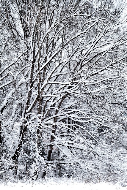 Three Oaks in the Snow